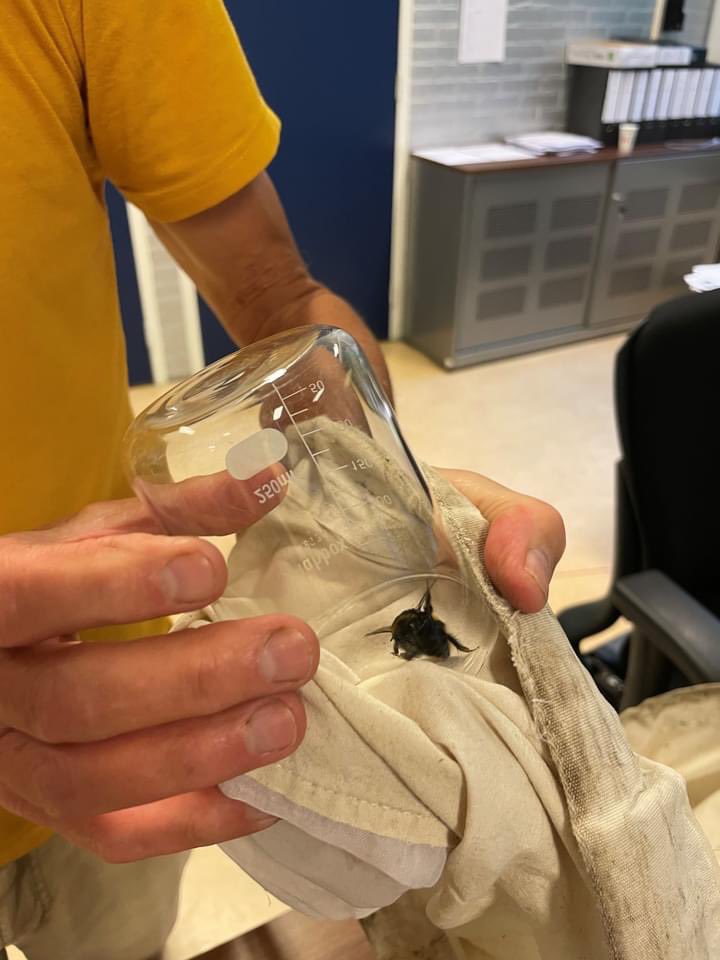 #BLOG 15: Hommeles

Wat is het toch fijn om omringd te zijn door zoveel experts op school.
Lees hier blog 15 met TOA Wilbert in de hoofdrol...

ja.nl/blog/15-hommel…