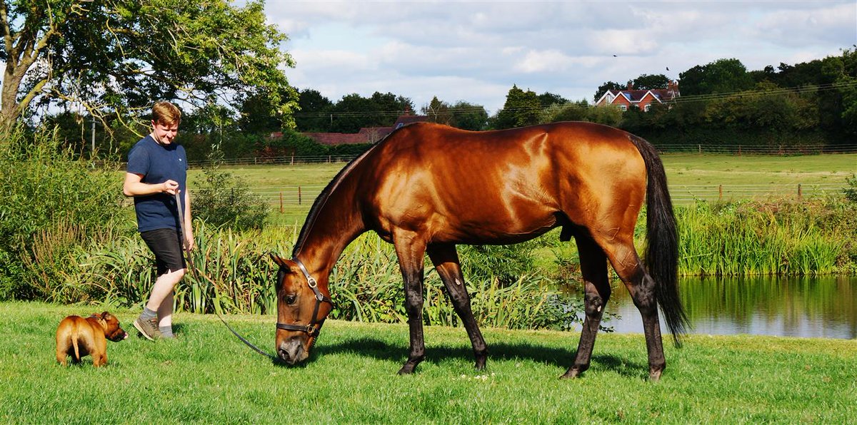 ChapelStud's tweet photo. We took advantage of the beautiful Autumn sunshine to have a Planteur (@Planteur07) photoshoot...

#shiney #nofilterneeded #GBstallion #Gr1sire https://t.co/ePyWkw4S7R