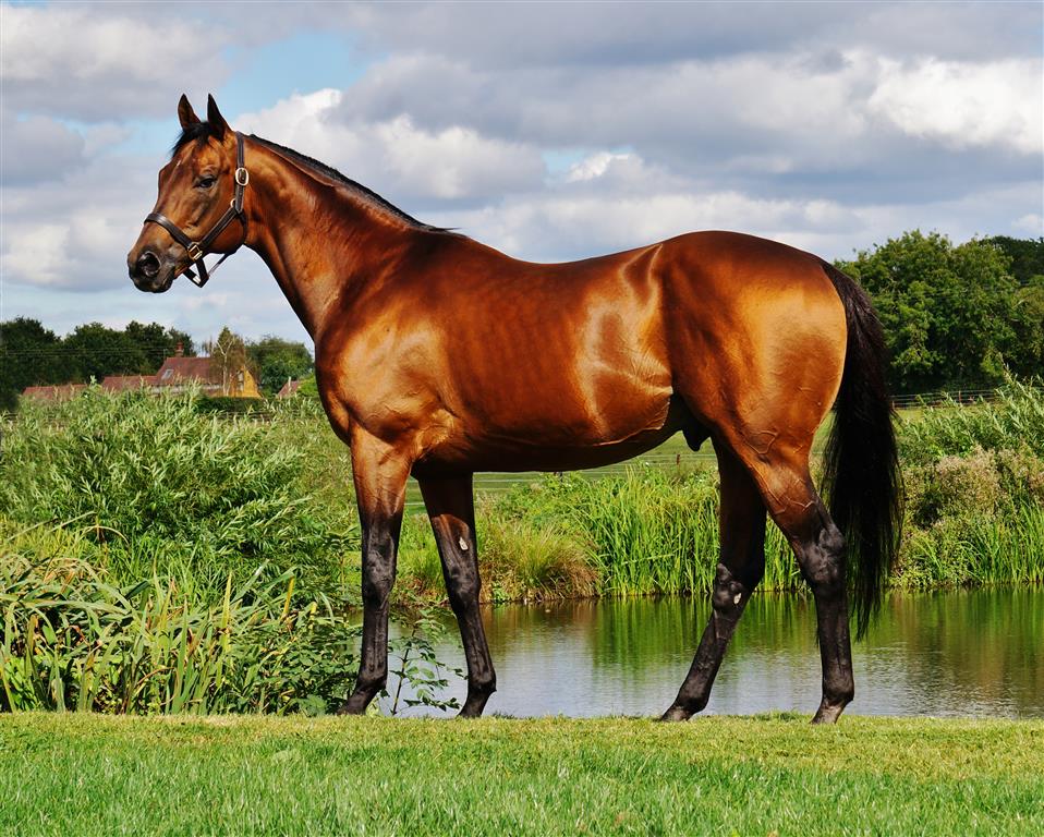 ChapelStud's tweet photo. We took advantage of the beautiful Autumn sunshine to have a Planteur (@Planteur07) photoshoot...

#shiney #nofilterneeded #GBstallion #Gr1sire https://t.co/ePyWkw4S7R