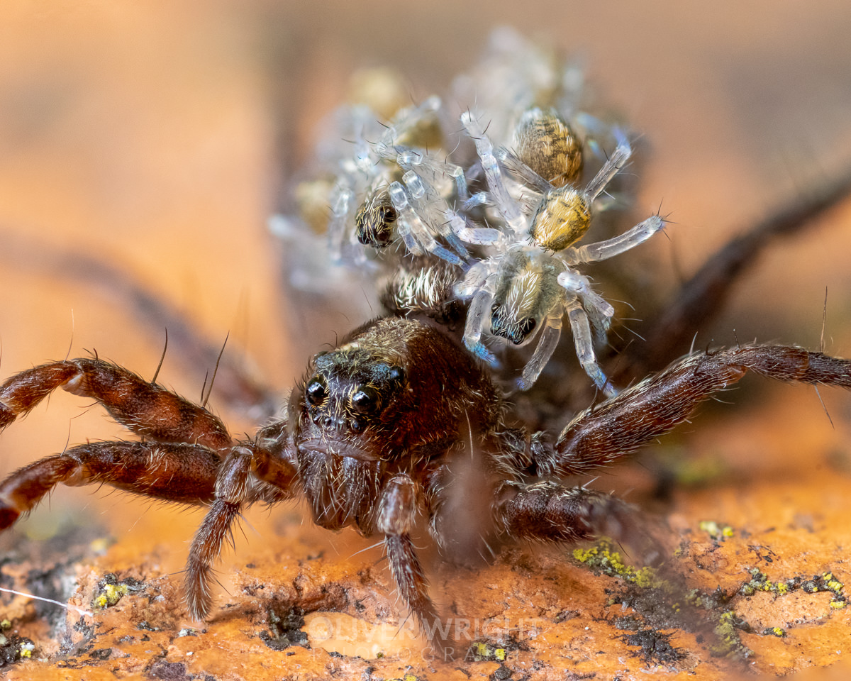 Oliver C Wright tweet media