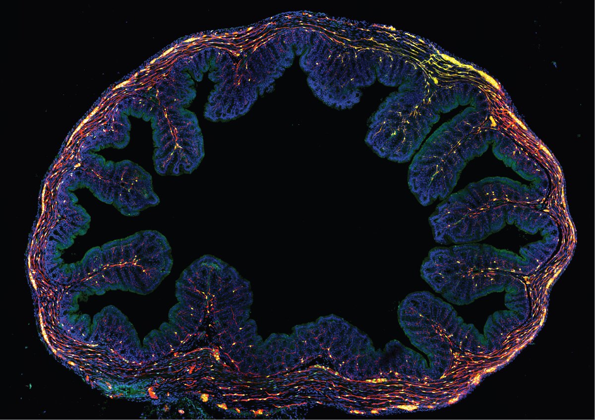 Christopher Smillie tweet media