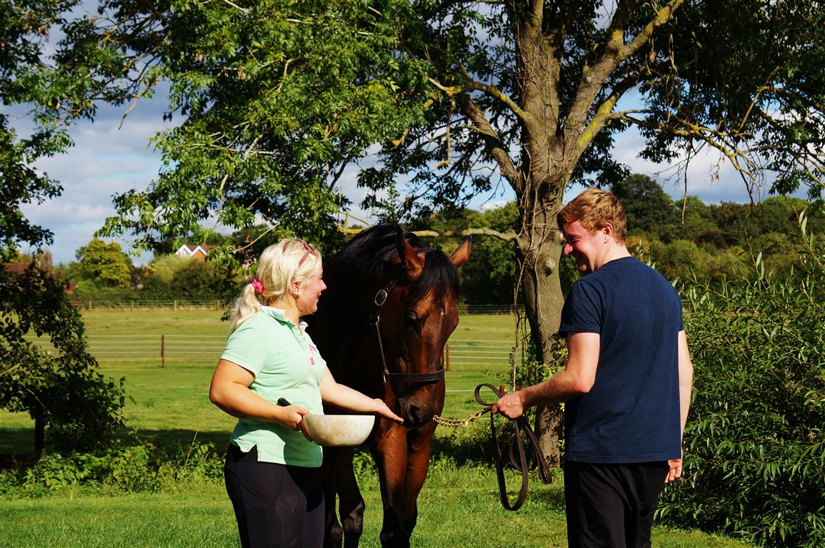 ChapelStud's tweet photo. We took advantage of the beautiful Autumn sunshine to have a Planteur (@Planteur07) photoshoot...

#shiney #nofilterneeded #GBstallion #Gr1sire https://t.co/ePyWkw4S7R