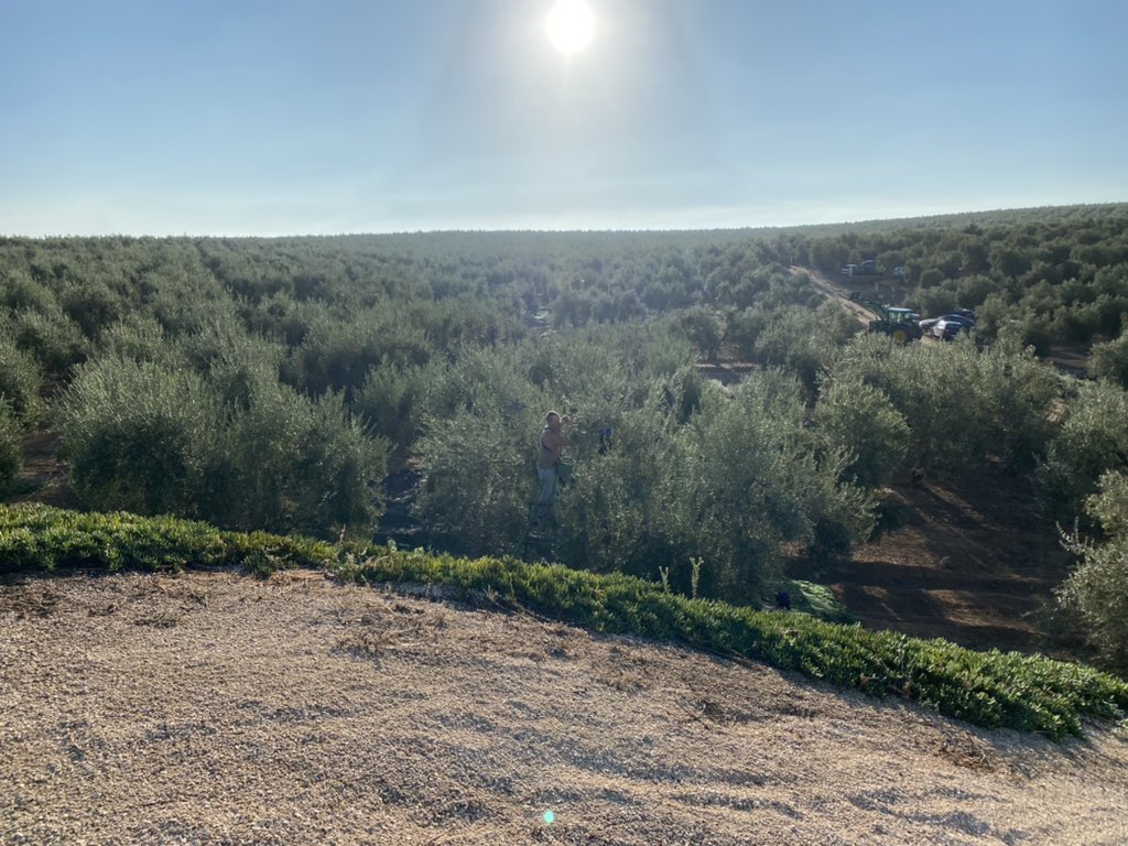 El viernes terminamos la Almendra, campaña fantástica. El lunes empezó a llover, y hoy a empezar el verdeo. El campo no para.