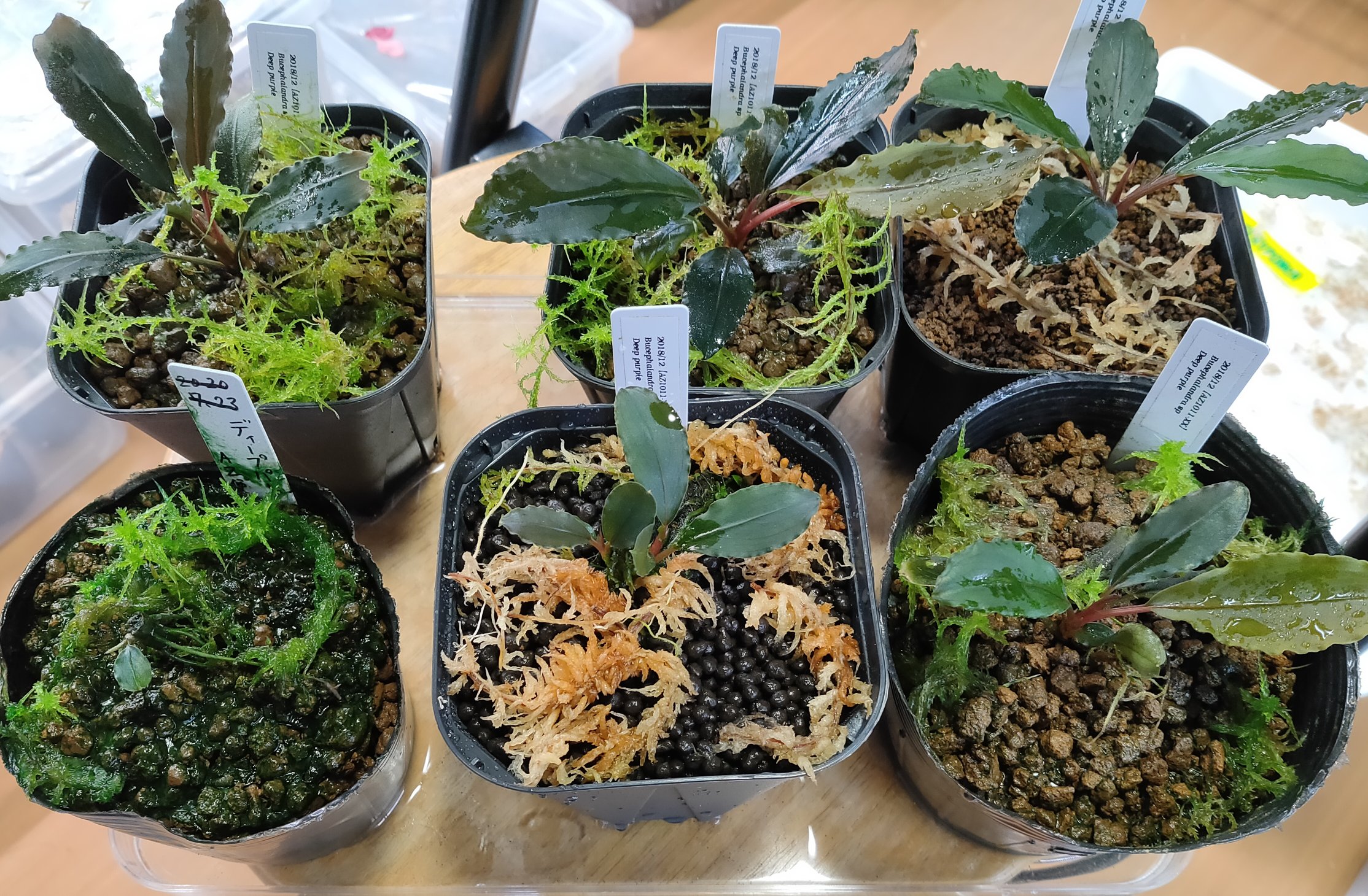 水草 Bucephalandra sp. Deep purple AZ1011-XX AZ】ブセファランドラsp.deep purple ブセファランドラ ディープ