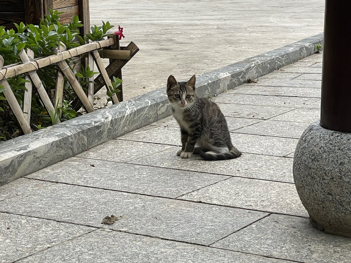 出差遇到小野猫 好像让人绑架发挥购买啊 https://t.co/ex7fpjeUDN
