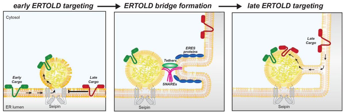 Truly fascinating preprint from <a href="/FandWLab/">Farese & Walther Lab</a> dissecting the temporal dynamics of protein targeting to LDs. Data indicate seipin is a negative regulator of protein targeting to forming LDs. Also indicates ER exit site (ERES) machinery regulates LD targeting.
biorxiv.org/content/10.110…