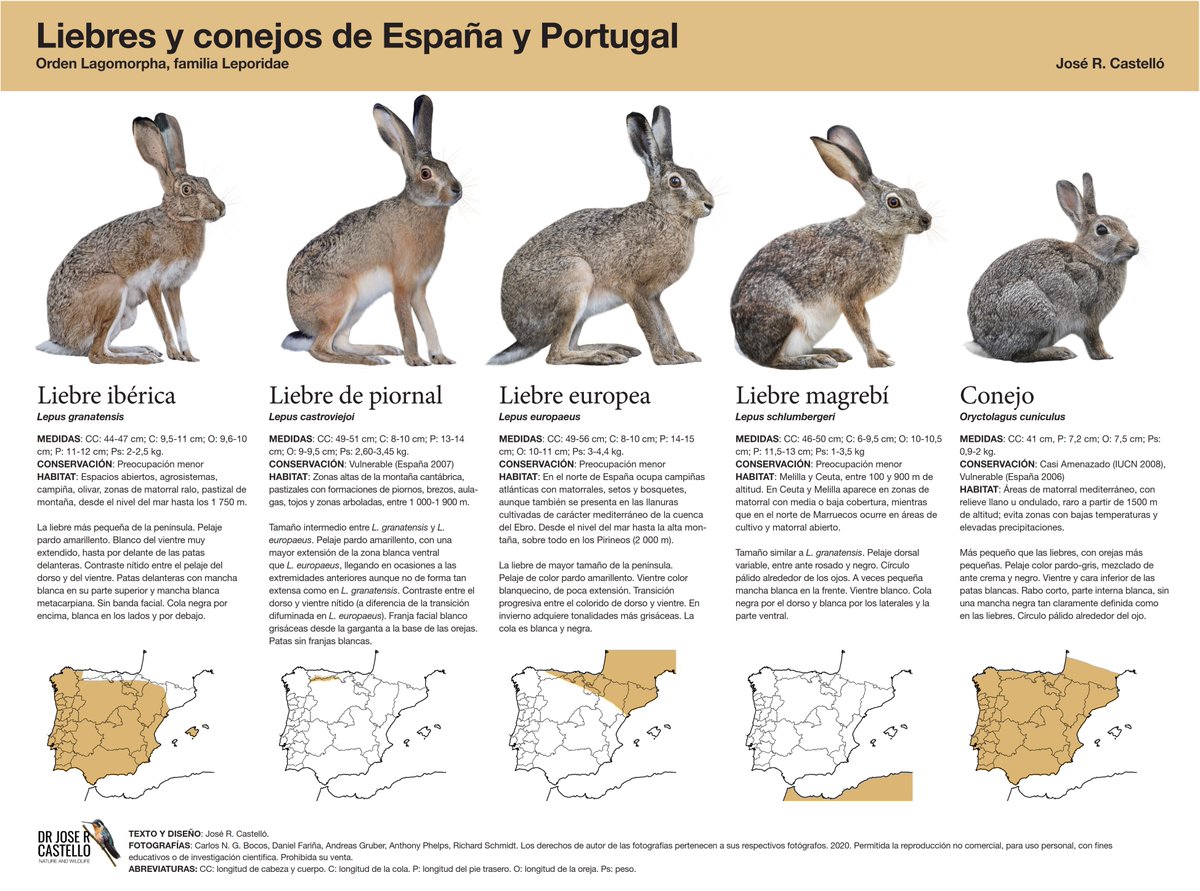 Cómo distinguir las especies de Lagomorfos (liebres y conejos) de España y Portugal. Si quieres descargar el poster en alta resolución (para fines no comerciales): drive.google.com/file/d/1rkpiXa…
Gracias a Daniel Fariña, Carlos N. G. Bocos, A. Gruber y R. Schmidt, por las fotos.