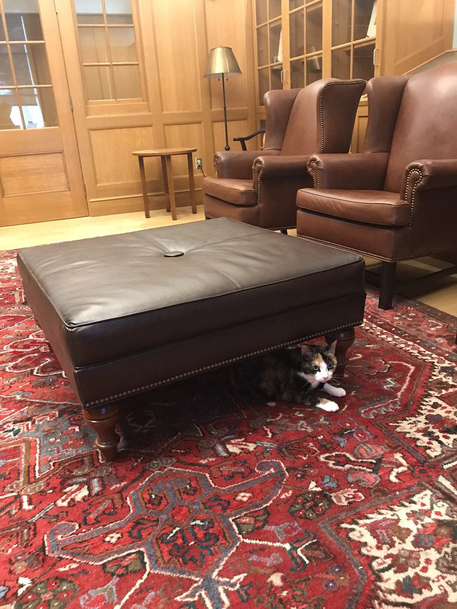 EJJohnson74's tweet photo. Special visitor at the office today: Olive, the #pushycat. It’s her first time on campus. I’m worried that her illusions of what I do when I disappear all day (out hunting big game to bring home to her) will now be displaced and I’ll be just another “book nerd” to her. https://t.co/eGnzlA6nQo