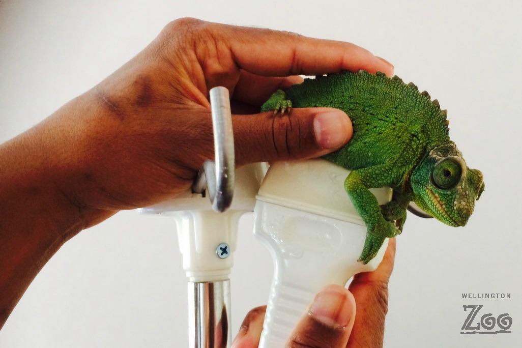 Emma_The_Ward's tweet photo. I think lizards getting ultrasounds is so cute &amp; funny. https://t.co/53LFVmaEp2
