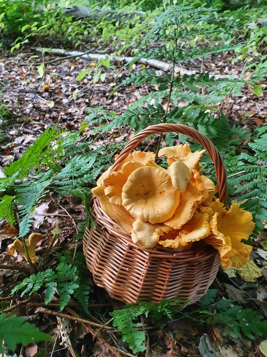 kuantancurls's tweet photo. @nature_scot @ForagingF @SRUC A lovely wee walk in Angus this afternoon had provided the main ingredient for tonight's tea.
A basket, a wee knife, and a light step
#SustainableForaging https://t.co/00EIkkKg1i