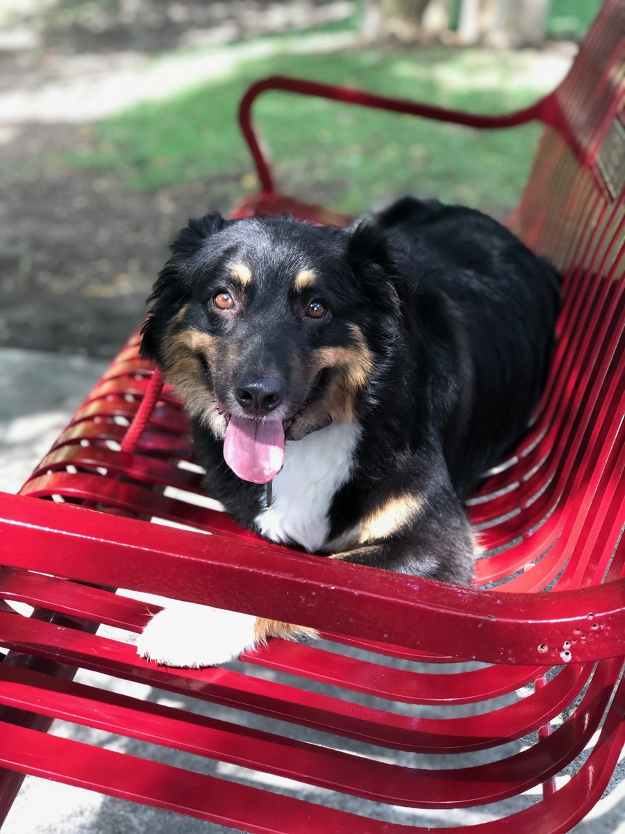 If you listen closely, you may hear someone in the background hoping to provide his thoughts on hypertension. Of note, rather than commenting on the topic at hand, Olaf instead chose to watch a squirrel while making as much noise as possible. #cardiolaf