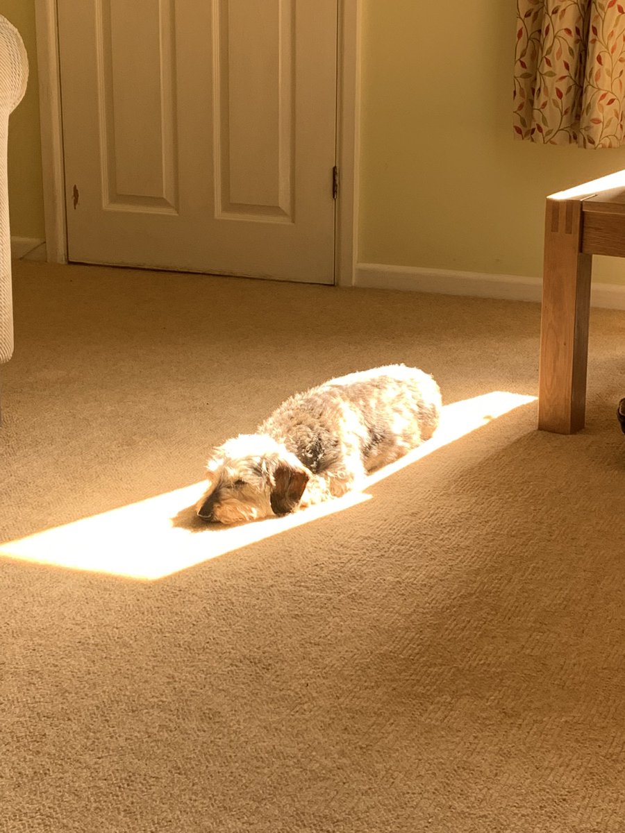 Lil’ Alfredo topping up his tan💝💝