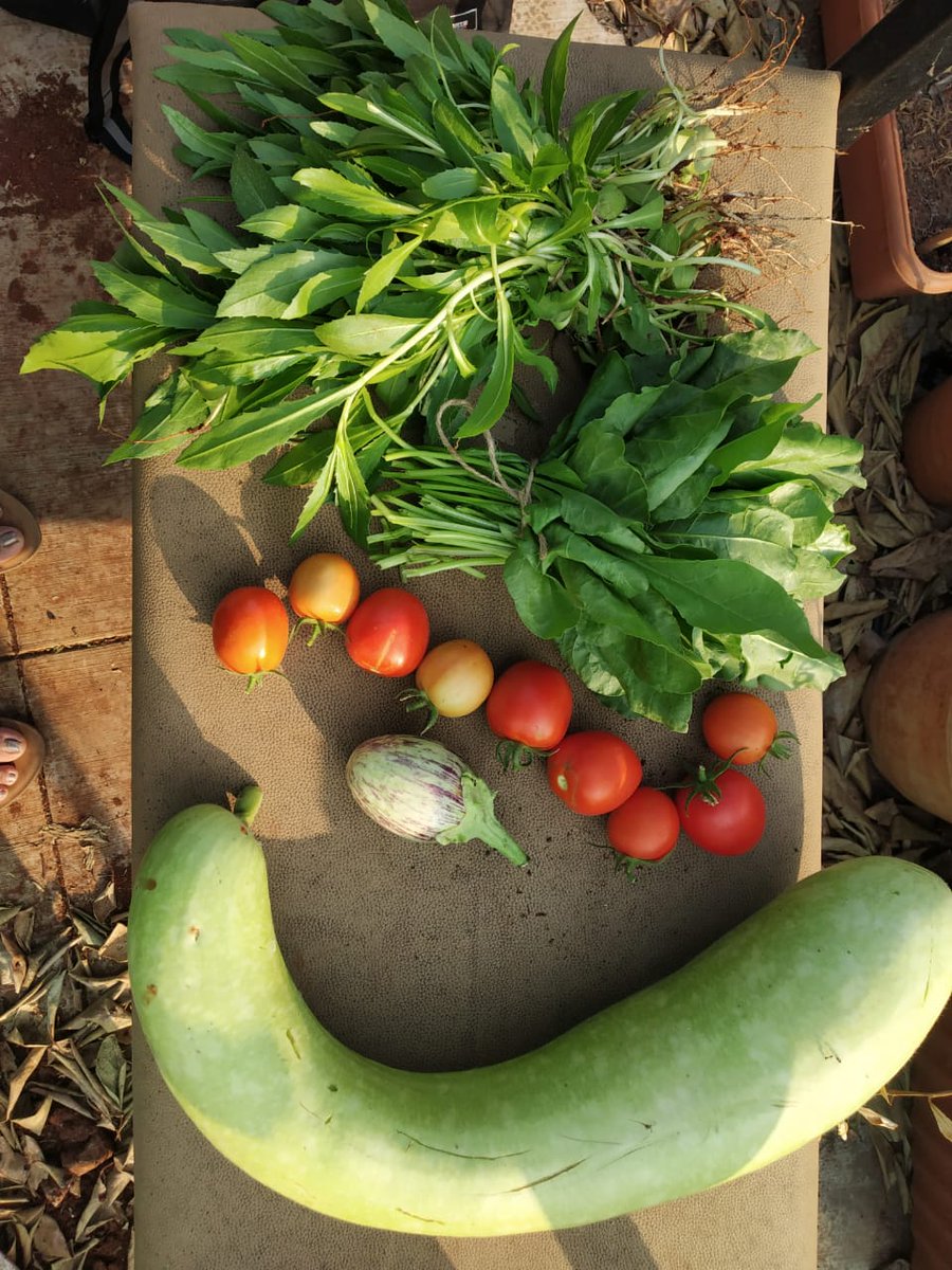 ordnyanic's tweet photo. When #plants are rapidly #growing, they need lots of #water &amp; #nutrients so their #growth is not #stunted. This is also true for #humans
Our bodies need #nourishing #food like this to help us grow well: especially if you are #young, #healing from sickness, #pregnant or lactating! https://t.co/iOEJ6VjFfx