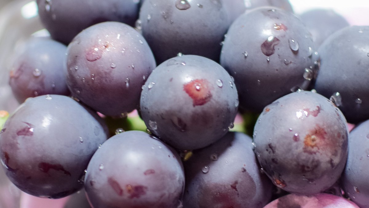 fusechan_24's tweet photo. きょほう🍇 https://t.co/c2ztZY7OWN