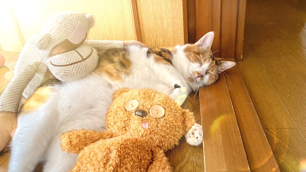 zegamyworld's tweet photo. 愛されてます
To feel loved
#猫
#猫好きさんと繋がりたい
#猫の癒しパワー
#猫撮影
#catisgod
#catisgood
#CatsOfTwitter https://t.co/YfzwZ0707K