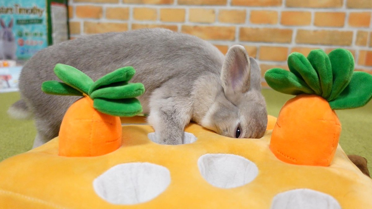 コガラナ天パのうさハムch Kogaranatenpa Y Twitter