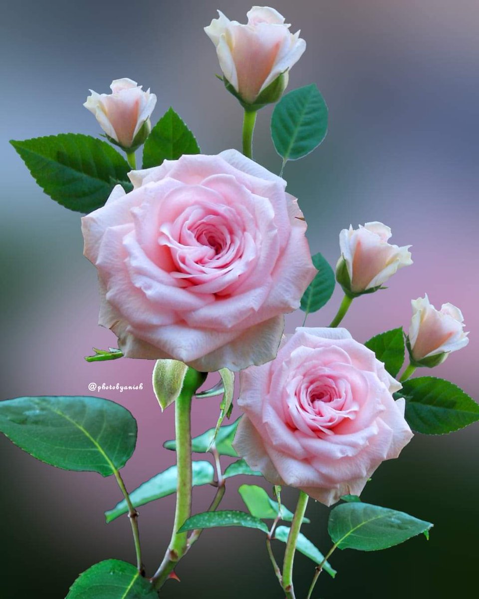 Beautiful Roses for my beautiful friends
