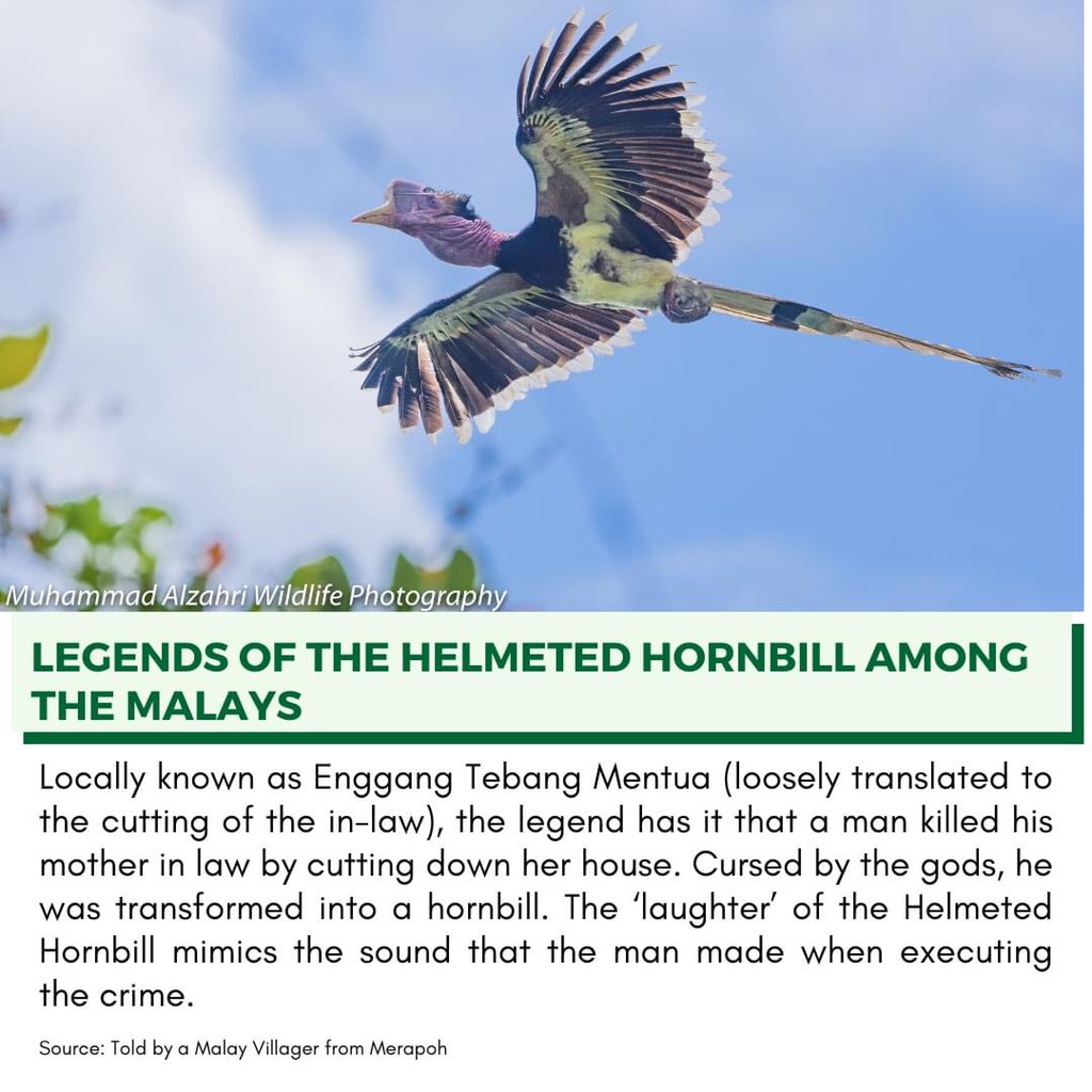 MRSofficial_NGO's tweet photo. Hornbills are largely associated with Sarawak, making up their cultures, customs and arts. Do you have any other folklore stories about Hornbills you’ve heard before? Share with us!

#MYwildlifefacts #Malaysianwildlife #Hornbills  #Conservation #Enggang #Harimalaysia2021 https://t.co/Ge91ksIdWJ