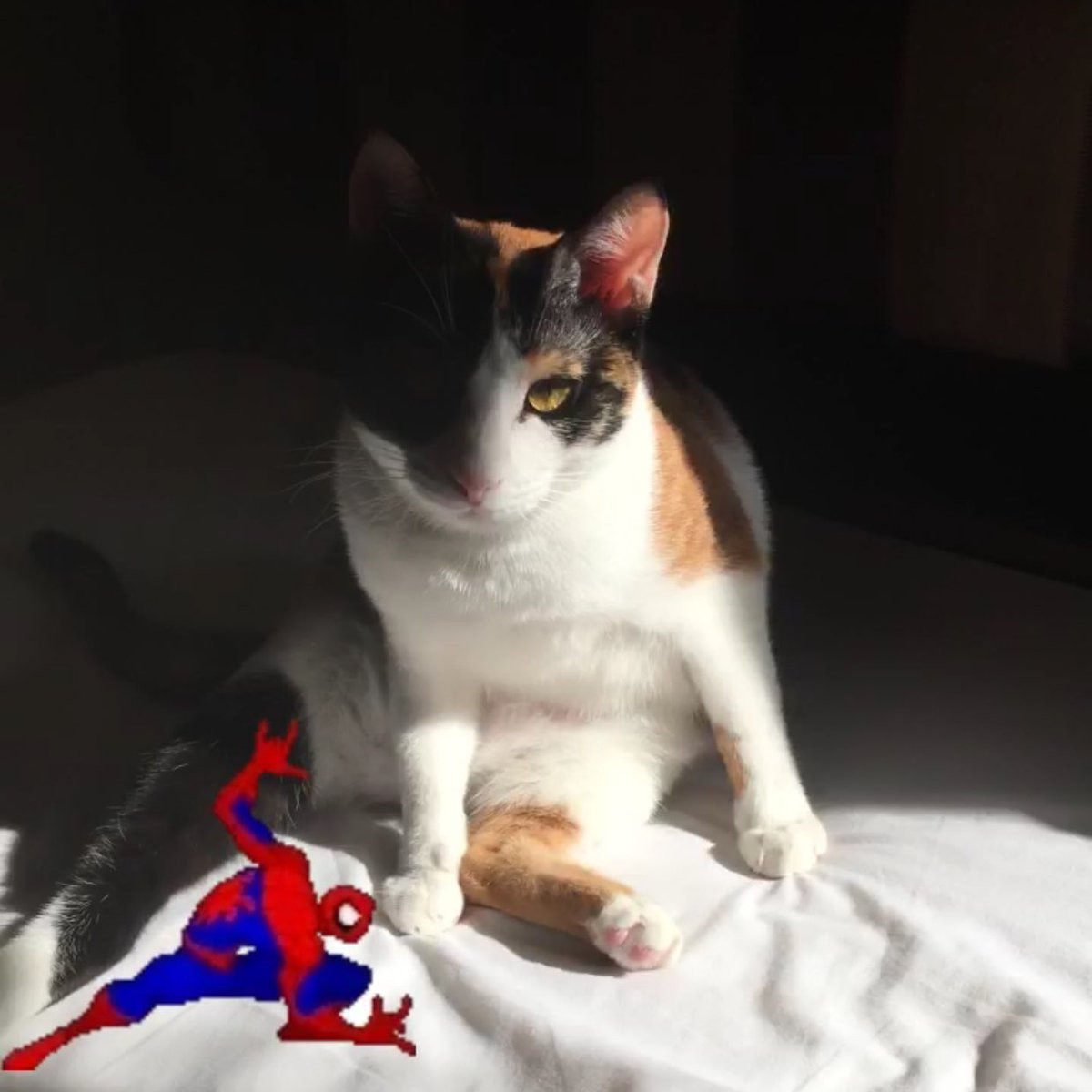lvvee11's tweet photo. Spider Cat https://t.co/P6nTc3ftPr