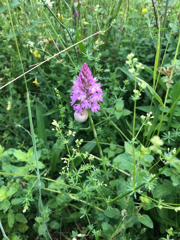 ChilternsNL's tweet photo. Did you know, Chalk Grassland has the highest soil carbon of any UK habitat? 
Grazed #chalkgrassland captures even more carbon than mown grassland. We support Chilterns farmers with conserving &amp; extending pasture, &amp; reintroducing #grazing. #carbonsequester #climatechange @NAAONB https://t.co/oqLisN0pde