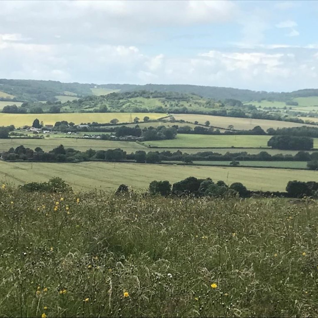 ChilternsNL's tweet photo. Did you know, Chalk Grassland has the highest soil carbon of any UK habitat? 
Grazed #chalkgrassland captures even more carbon than mown grassland. We support Chilterns farmers with conserving &amp; extending pasture, &amp; reintroducing #grazing. #carbonsequester #climatechange @NAAONB https://t.co/oqLisN0pde