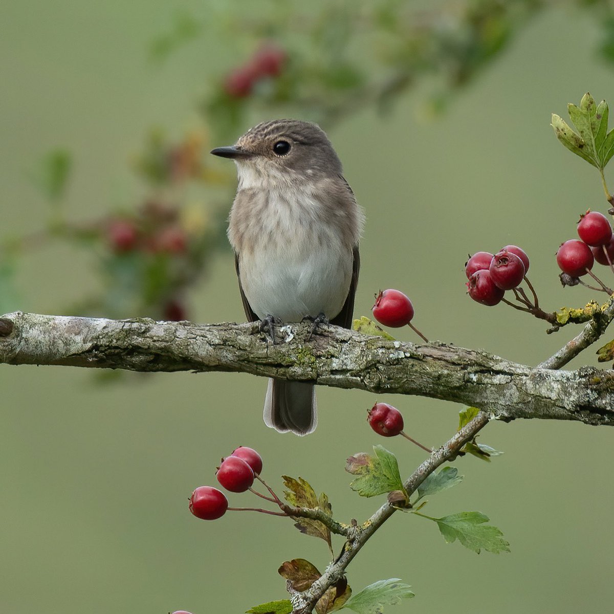 Lovely to come across a couple of spotted flycatchers out on the downs yesterday morning. Stunning little birds. #wiltsbirds @BTO_Wilts #spottedflycatcher