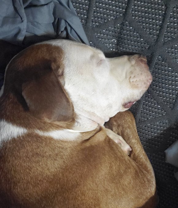 Good sleepy boi https://t.co/yvrXQ2OKhm<a href="/tag/makeup"class="tags"><span>#makeup</span></a><a href="/tag/nerd"class="tags"><span>#nerd</span></a><a href="/tag/femme"class="tags"><span>#femme</span></a><a href="/tag/sissy"class="tags"><span>#sissy</span></a><a href="/tag/crossdress"class="tags"><span>#crossdress</span></a><a href="/tag/lgbt"class="tags"><span>#lgbt</span></a>