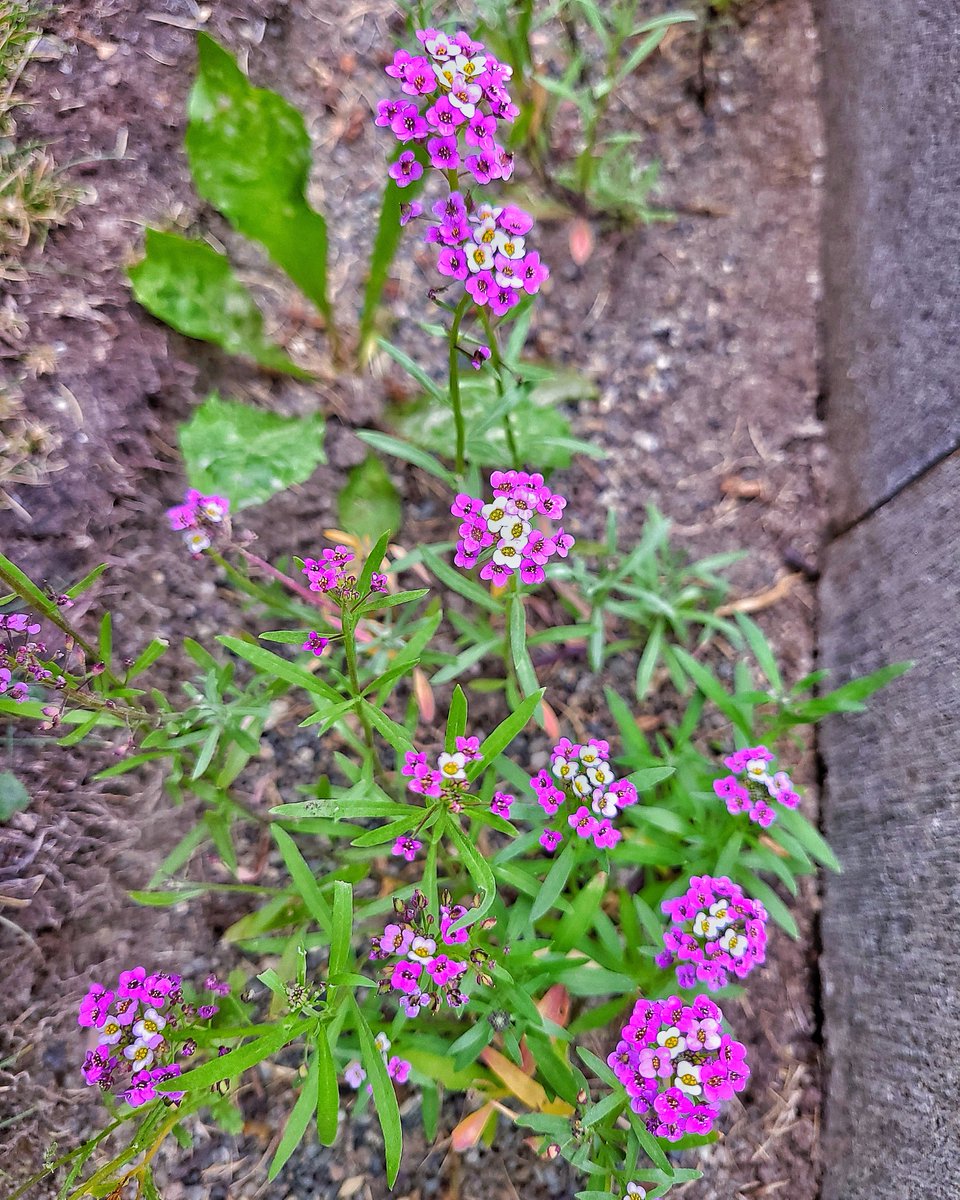 LovelyEarthS's tweet photo. The alyssum smells amazing and it gives the pollinators more flowers to forage on.
#PurpleAlyssum #WhiteAlyssum #BeeFlower #ButterflyFlower #LovelyEarthSociety https://t.co/2F9ZvogxRh