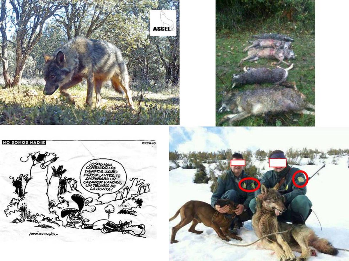 ASCEL participa ante <a href="/ConsejoEstadoEs/">Consejo de Estado</a> en audiencia para evitar q <a href="/mitecogob/">Transición Ecológica y Reto Demográfico</a> <a href="/Teresaribera/">Teresa Ribera</a> degrade la protección dl #lobo q solicitamos en 2019, atajando maniobras de quienes se empeñan en matar #lobos, aunque estén protegidos <a href="/AdrianBarbon/">🌹 Adrián Barbón 💙💛</a> <a href="/RevillaMiguelA/">Miguel Ángel Revilla</a> <a href="/alferma1/">Alfonso F. Mañueco</a> @FeijooGalicia