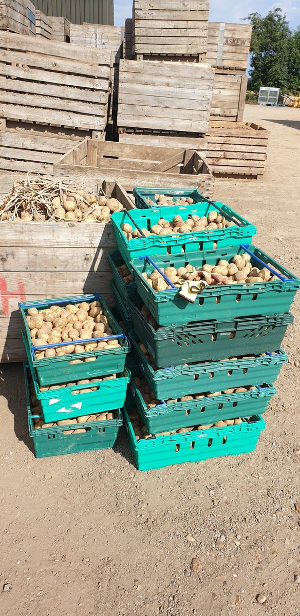 deal_withit's tweet photo. 360kgs of spuds gleaned today for local food charities and schools. #wearegleaners #gleaning @feedbackorg @EastKent_Hub @Deal_Foodbank @DoverPantry @unitedfamilyuk @EmmausDover @ageukskc @sandown_school https://t.co/GfvcQmGRW6