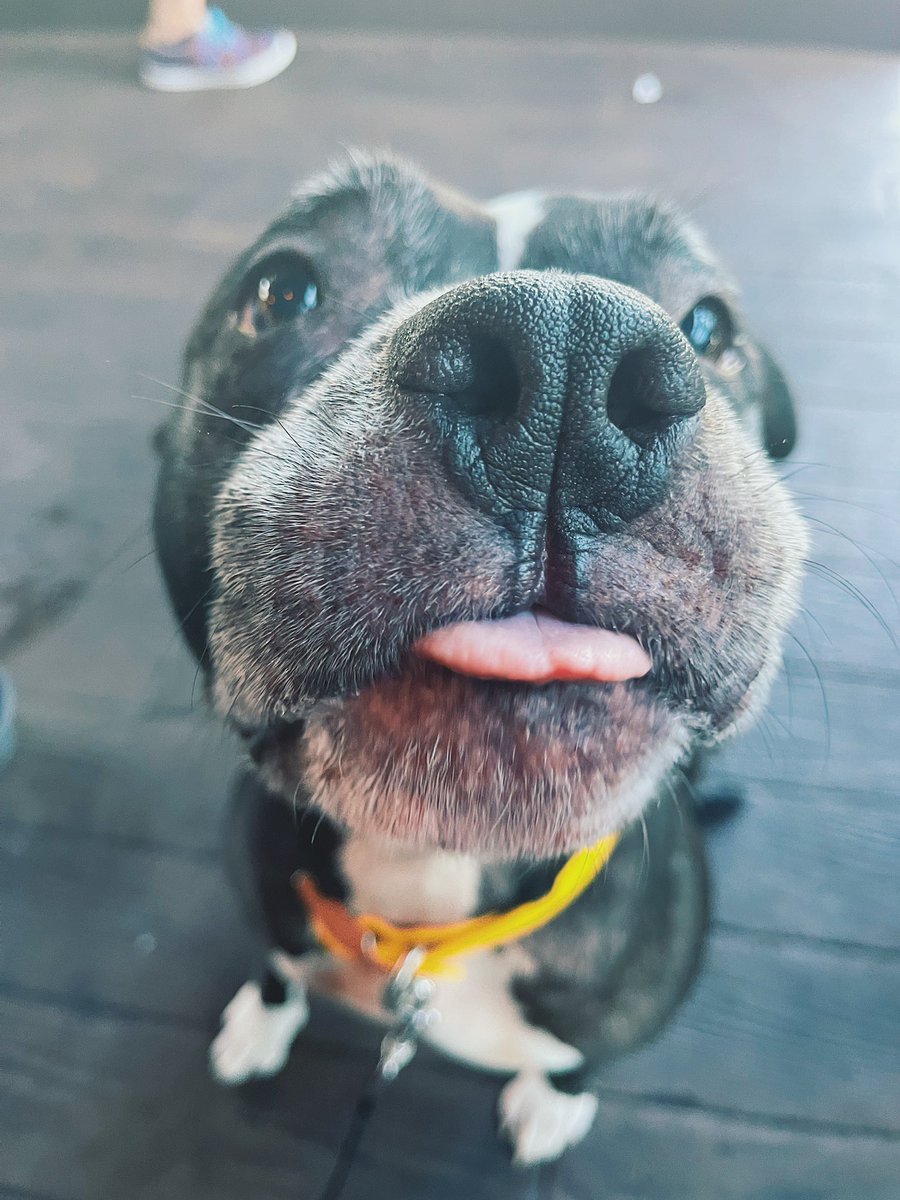 ThePowerAppsPro's tweet image. Blue! ♥️🐾
#DogsOfMicrosoft