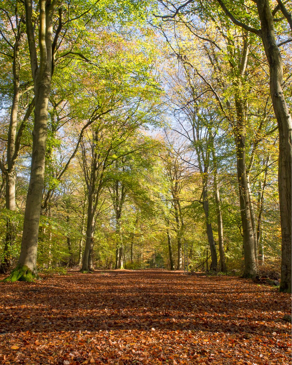 Some #placenames are easily verified – #Beaconsfield is so called for the Saxon ‘beechen field’ (hard ‘ch’) meaning ‘the clearing in the beeches’. 
Many other place names are a little less grounded in fact. 

Another for our #landscapesforlife language theme.
@NAAONB @AONBFamily