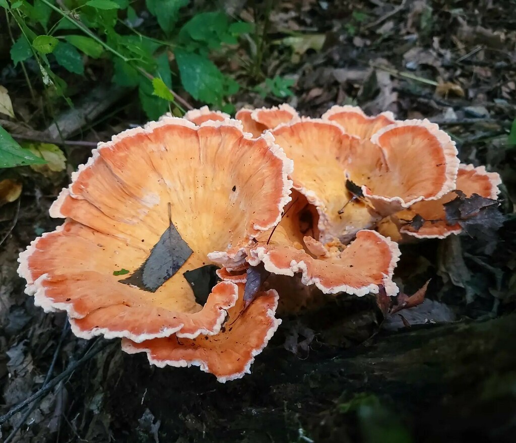 And wouldn't you know it,  #Laetiporus cincinnatus is also up! #ChickenOfTheWoods #mushroom