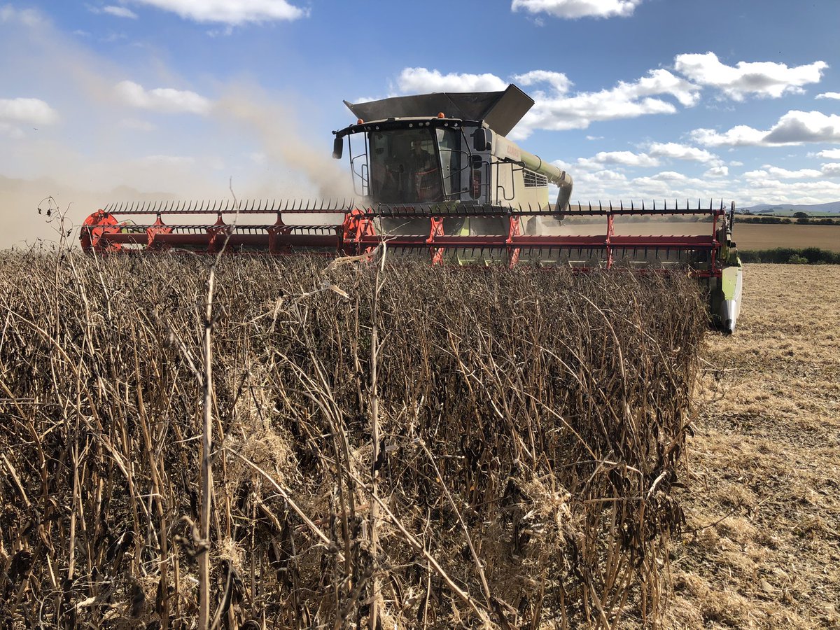 DJFuller1969's tweet photo. Perfect day to be harvesting @adasYEN beans today. #yukon @LSPBLtd @Seedsman1986  @tom_hoggan_ @McGregorFarms #convioflex @CLAAS_UK https://t.co/Rxzd8av5SK