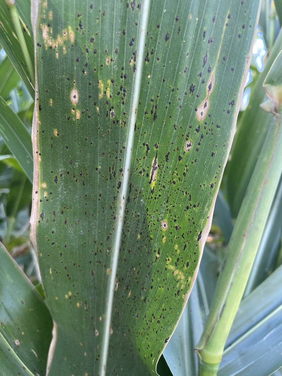 MaxROIFarmer's tweet photo. Just a game of beat the clock now…how much starch can we pump into the kernels before tar spot overcomes the second fungicide application (7-10days) and kills the host

Death at half-milk ~ equivalent to 10-12% yield loss according to ‘90 study by Carter &amp; Hesterman https://t.co/tPCnnWBMDS