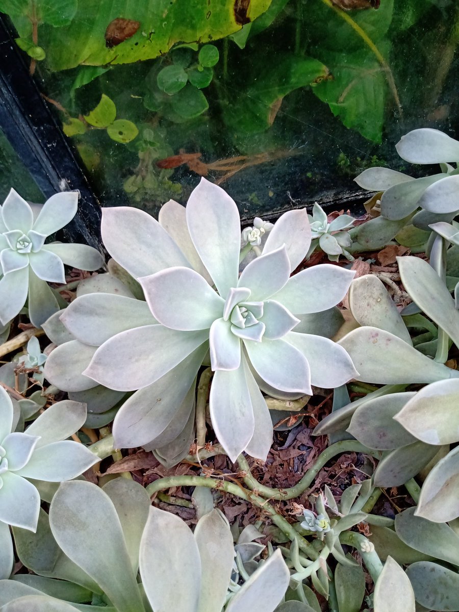 JPStevenson's tweet photo. It's a real delight to work at Kew Gardens. https://t.co/6YlCcQaX6W