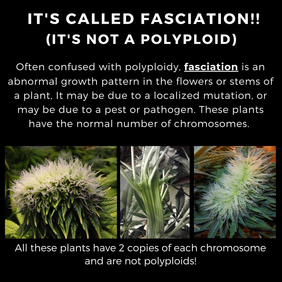Polyploidy is often incorrectly presumed to be the driver behind strange Cannabis plant mutations...but it's not.

- Dr. Anna Schwabe, PhD

#curiousaboutcannabis #cannabiseducation #cannabisgenetics #polyploidy #cannabisscience
