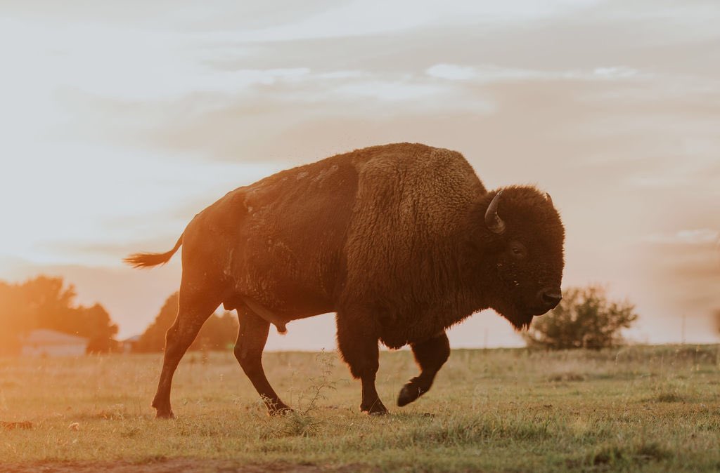 CentralBuffalo's tweet photo. Breeding season is July until September so we are reaching the end of that right now. Did you know the rut is so physically exhausting for the bulls they can lose up to 10% of their body mass over the course of the season. 

#bison #bisonranch #familyownedandoperated #nebraska https://t.co/7POrFnpJT6