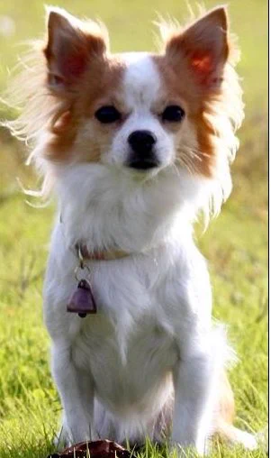 顔付きが他とは違う？チワワ初の警察犬の姿！