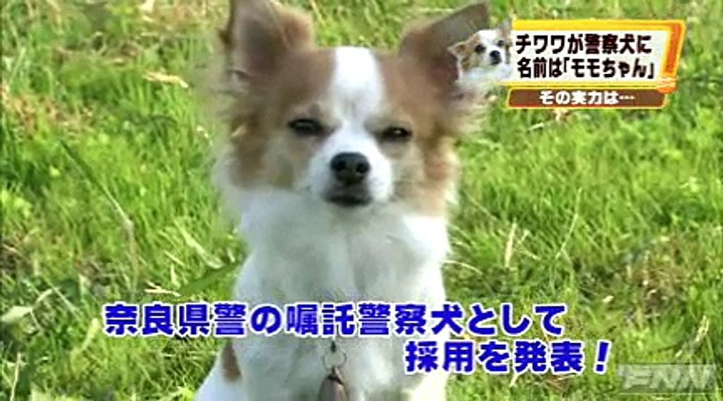 チワワ初の警察犬 顔つきがいいな トイプードルやポメラニアンなど様々な小型犬が警察犬として活躍しているらしい Togetter チワワ初の警察犬 顔つきがいいな トイプードルやポメラニアンなど様々な小型犬が警察犬として活躍しているらしい Togetter