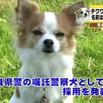 顔付きが他とは違う？チワワ初の警察犬の姿!