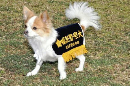 チワワ初の警察犬 顔つきがいいな トイプードルやポメラニアンなど様々な小型犬が警察犬として活躍しているらしい Togetter チワワ初の警察犬 顔つきがいいな トイプードルやポメラニアンなど様々な小型犬が警察犬として活躍しているらしい Togetter