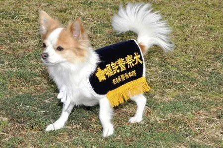 顔付きが他とは違う？チワワ初の警察犬の姿！