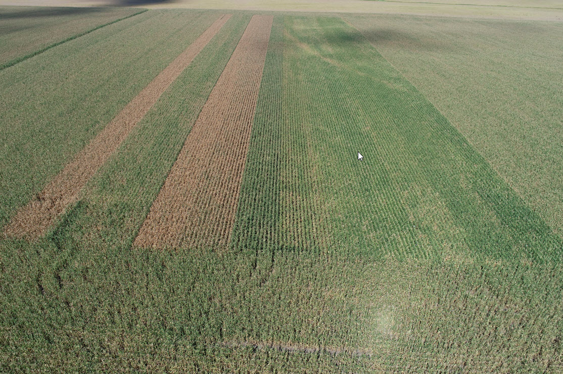 deutmeyer_troy's tweet photo. Most Pioneer products keeping staygreen/stalk integrity &amp; fighting off Tar Spot vs competitors. Tar Spot can shut down susceptible hybrids in less than 14 days. Talk 2 your local Pioneer sales rep about getting industry leading protection for 2022! Brown hybrids in pic r brand X. https://t.co/SriBaTbTJK