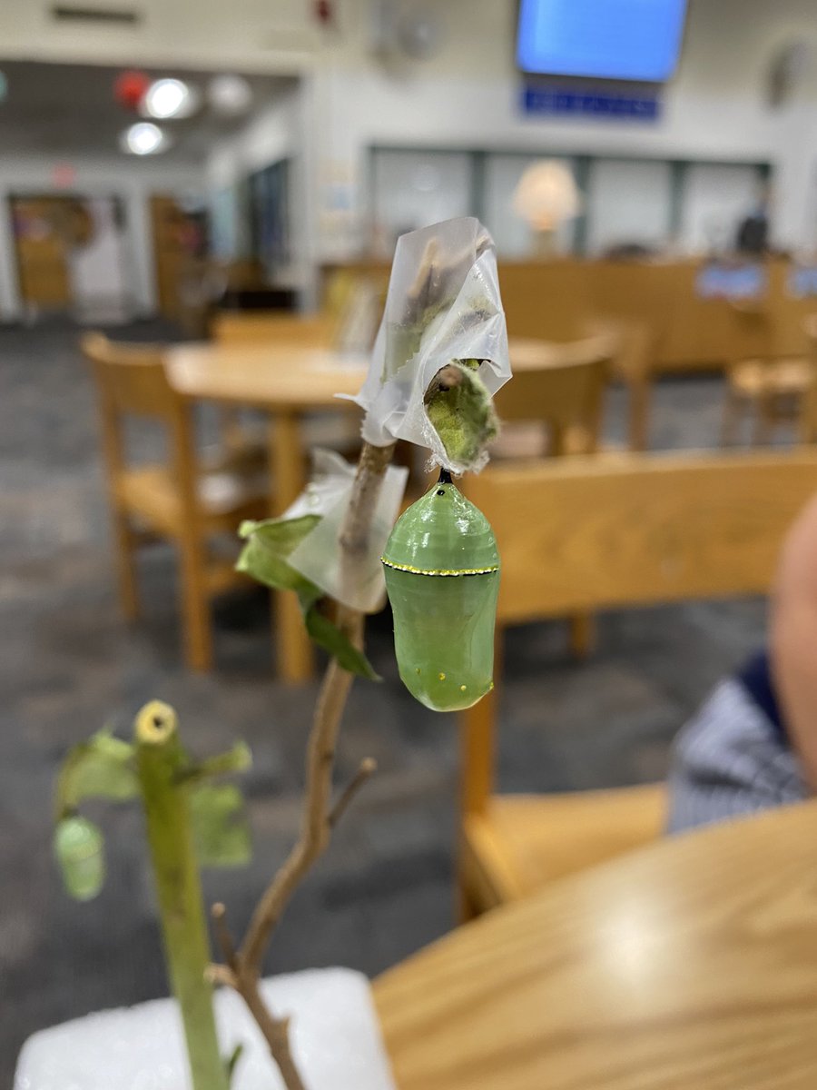 coxhslmc's tweet photo. @FrankWCoxHS @coxhsthenest @coxfalconpress Ms. Lant stopped by to show us the amazing monarch butterfly chrysalis’ that are currently growing in the wing! Check out the detail! #beautyinthesmallthings #naturesfinest #naturelover #librariesmatter https://t.co/ZXGXuCwon7