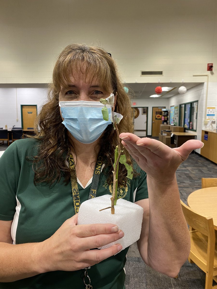 coxhslmc's tweet photo. @FrankWCoxHS @coxhsthenest @coxfalconpress Ms. Lant stopped by to show us the amazing monarch butterfly chrysalis’ that are currently growing in the wing! Check out the detail! #beautyinthesmallthings #naturesfinest #naturelover #librariesmatter https://t.co/ZXGXuCwon7