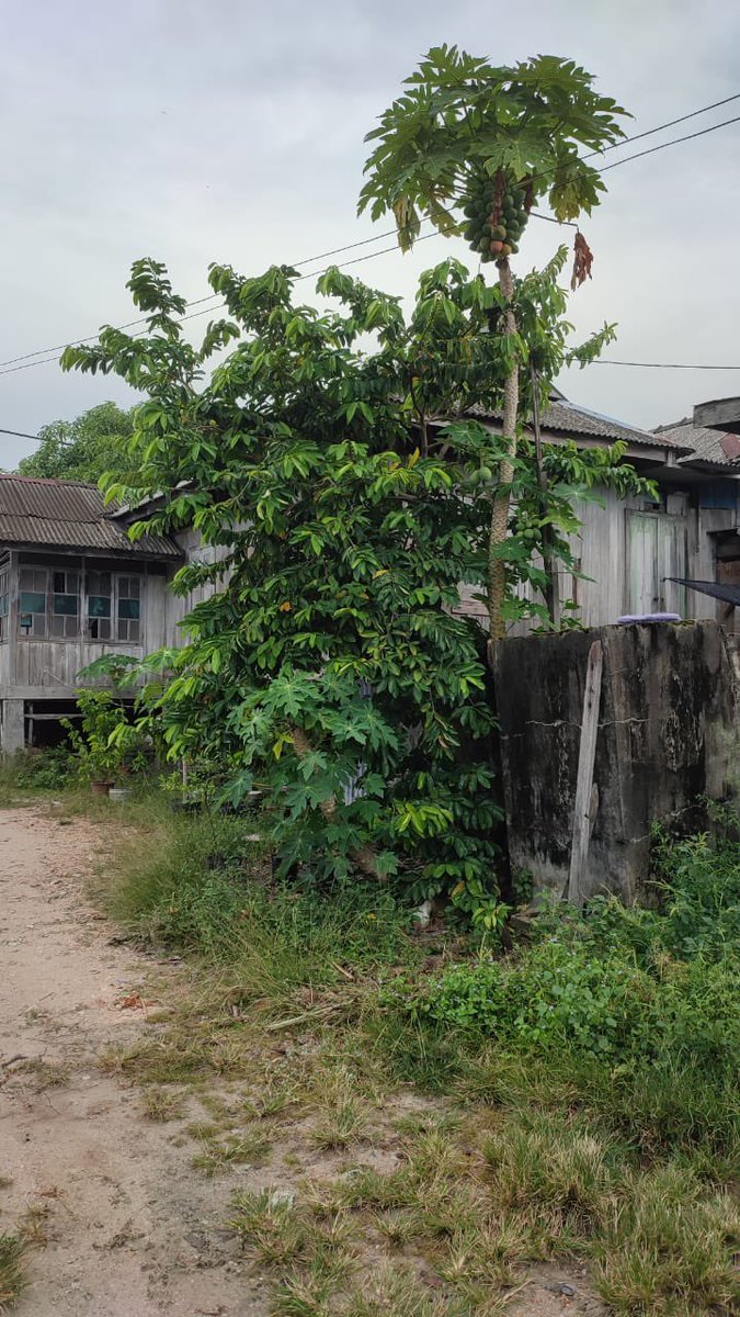 cikgu_fadzli's tweet photo. Mencari 1,500 orang yang sudi derma RM10 untuk baiki bumbung rumah seorang nenek berusia 69 tahun. Untuk derma klik ; https://t.co/vHZcJbH7x7 https://t.co/8PHI8GbzER