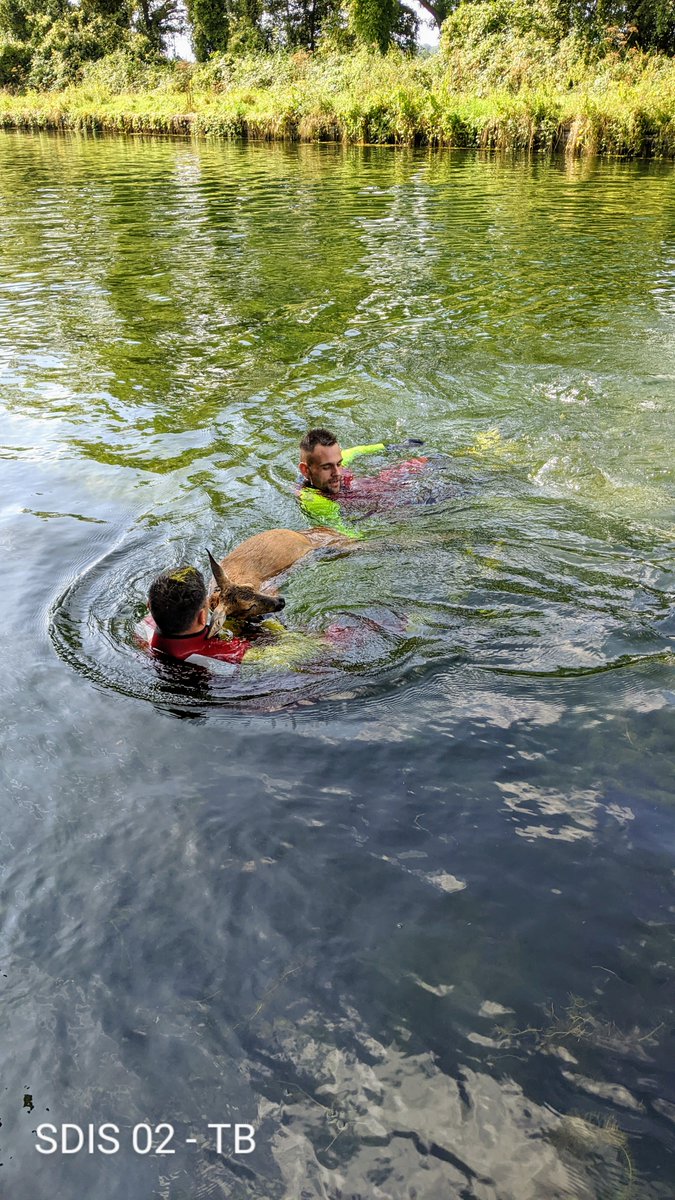 Sdis02's tweet photo. 🚨🦌On continue aujourd'hui avec la mise à l'honneur de nos spécialités #pompiers avec une #actualite 
Intervention sur la commune de #mennessis #Aisne ce jour de notre équipe de sauveteurs aquatiques #SAV 🤿🛥️ pour #secourir une victime pas comme les autres 🏞️ ! @PompiersFR https://t.co/tAmh4lHG5I