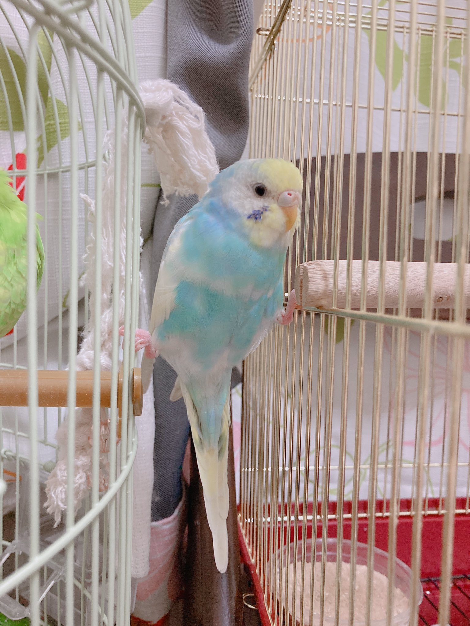 Twitter 上的 こやまさわ 華麗な開脚 この体勢が1番落ち着くのかな Day11 セキセイインコ セキセイインコのいる暮らし せきせいいんこ インコ インコスタグラム インコ部 いんこすたぐらむ いんこ いんこのいる暮らし いんこ好き いんこ部