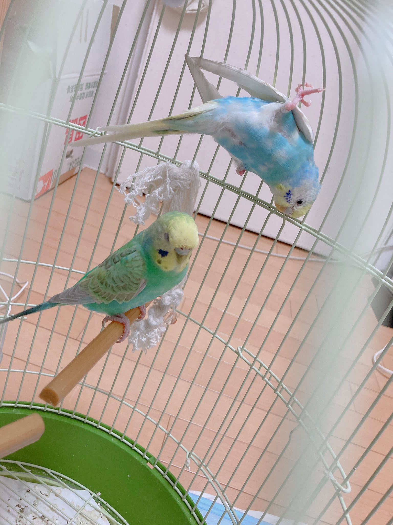 Twitter 上的 こやまさわ 華麗な開脚 この体勢が1番落ち着くのかな Day11 セキセイインコ セキセイインコのいる暮らし せきせいいんこ インコ インコスタグラム インコ部 いんこすたぐらむ いんこ いんこのいる暮らし いんこ好き いんこ部